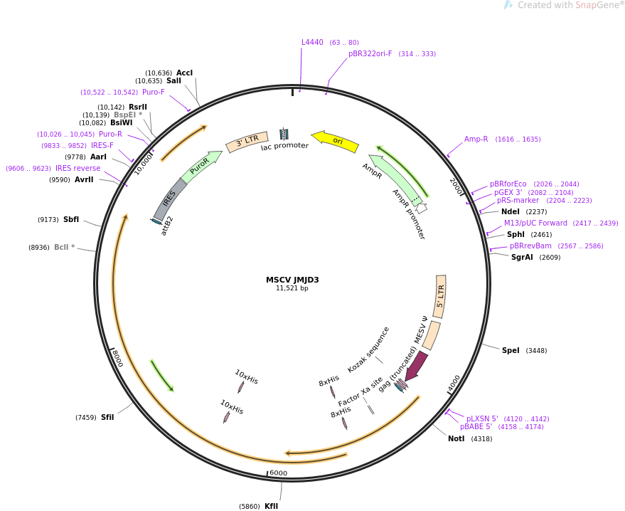 MSCV JMJD3质粒图谱